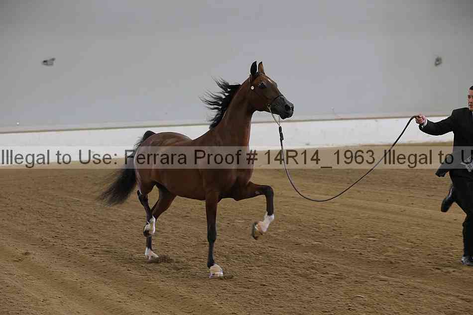 Proof 14r14_1963