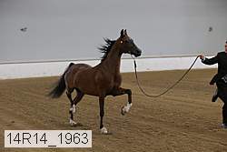 14r14_1963 proof
