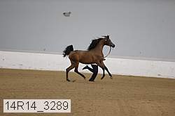 14r14_3289 proof