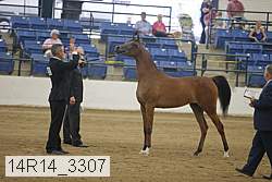 14r14_3307 proof