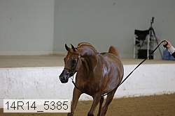 14r14_5385 proof