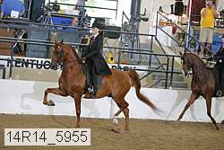 14r14_5955 proof