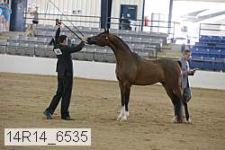 14r14_6535 proof