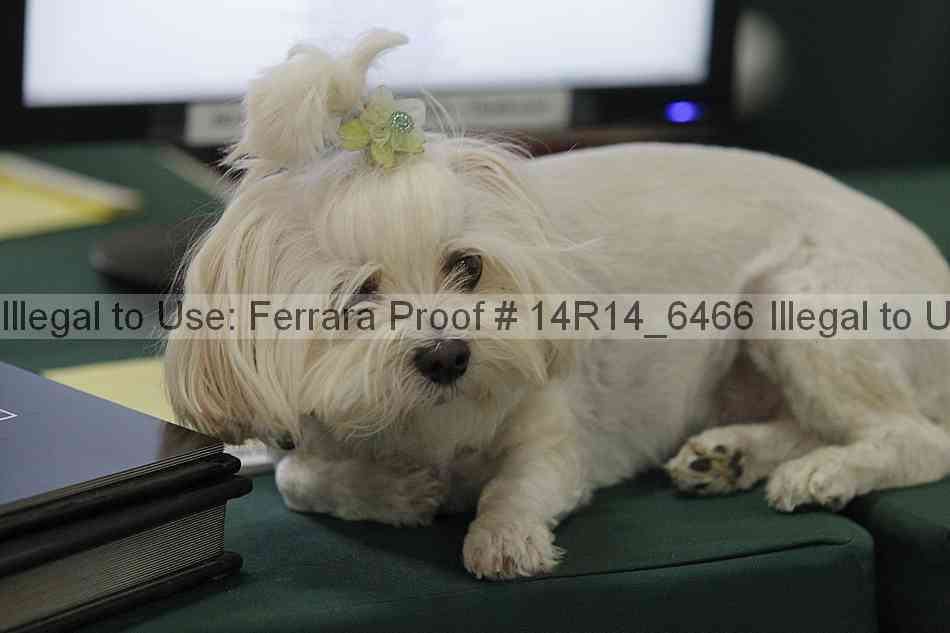 Proof 14r14_6466