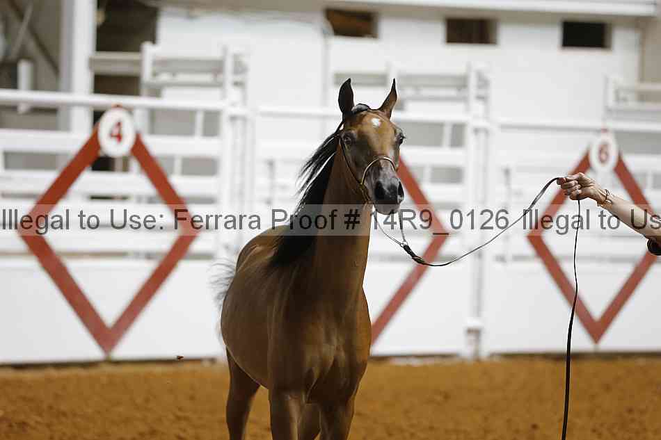 Proof 14r9_0126