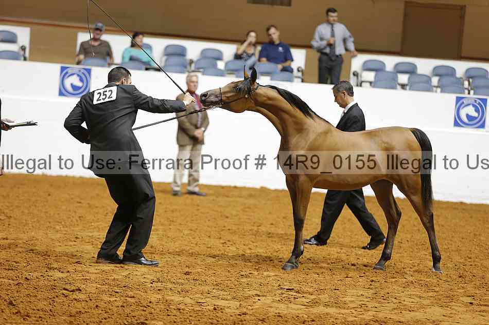 Proof 14r9_0155