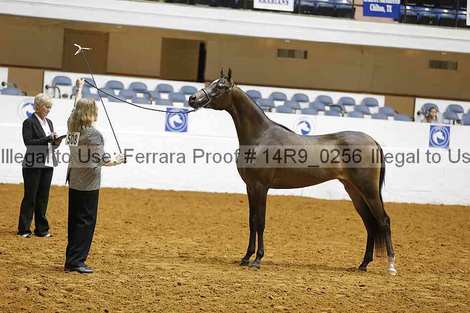 Proof 14r9_0256