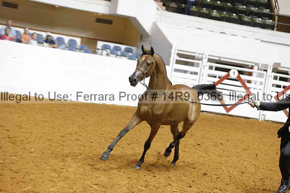 Proof 14r9_0365