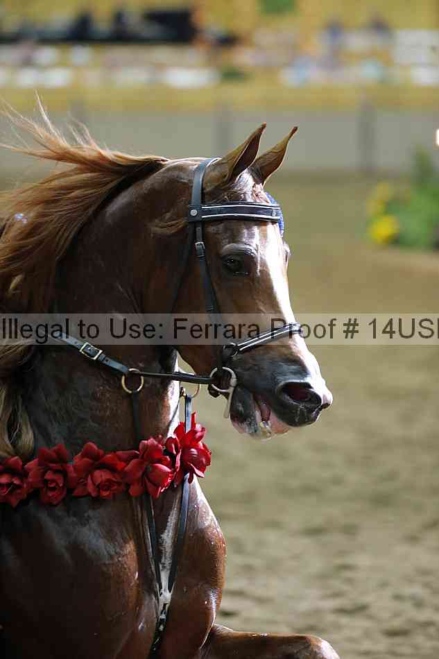 Proof 14usn_36365
