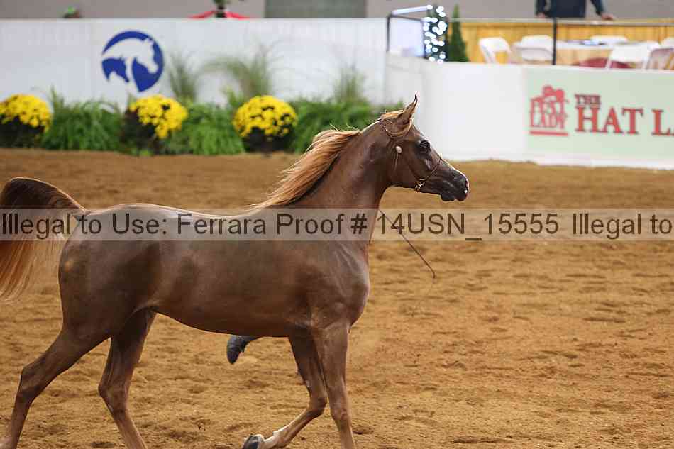 Proof 14usn_15555