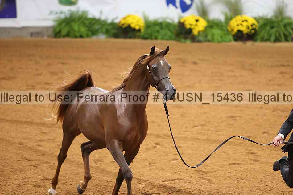 Proof 14usn_15436