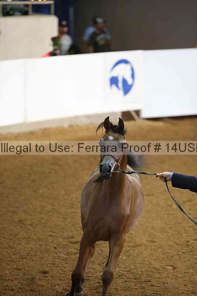 Proof 14usn_15441