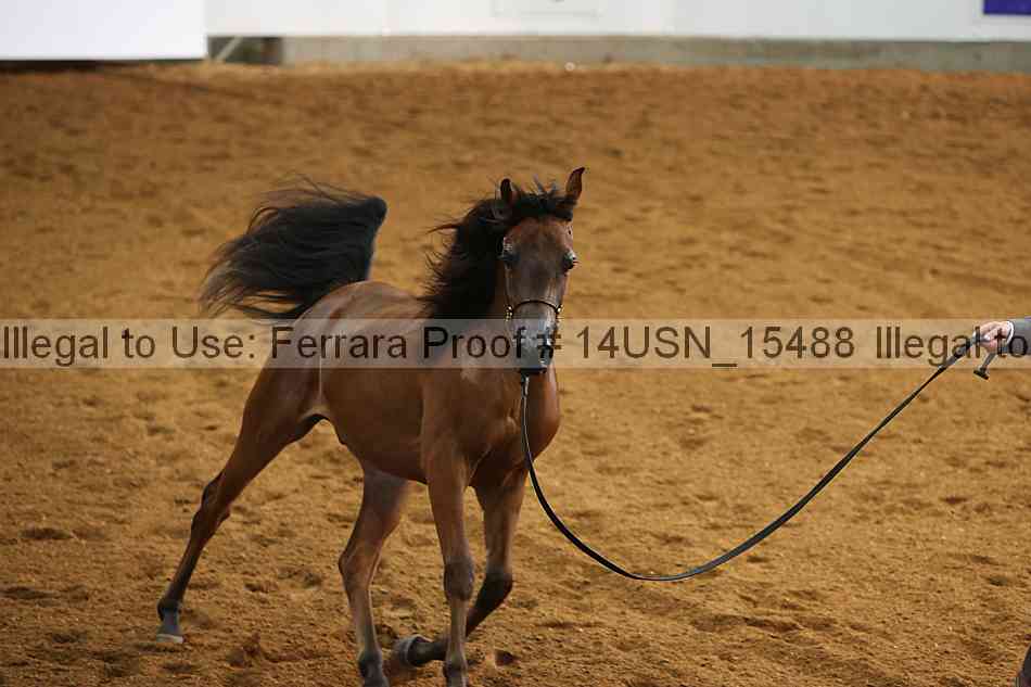 Proof 14usn_15488
