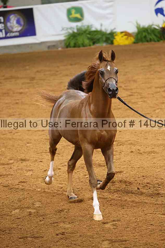 Proof 14usn_29684