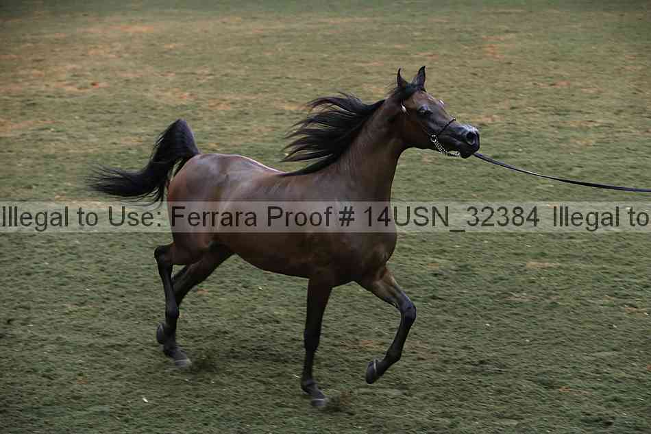 Proof 14usn_32384