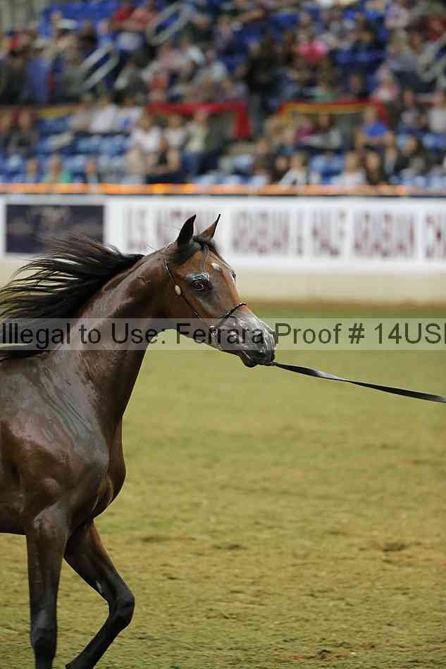 Proof 14usn_39893