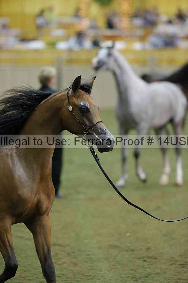 Proof 14usn_39910