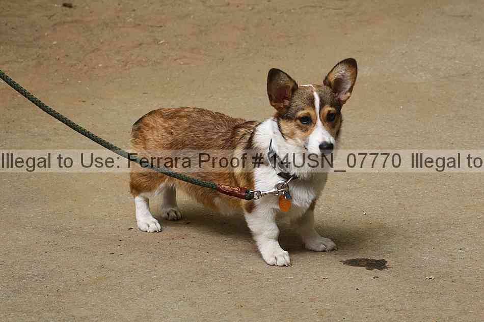 Proof 14usn_07770