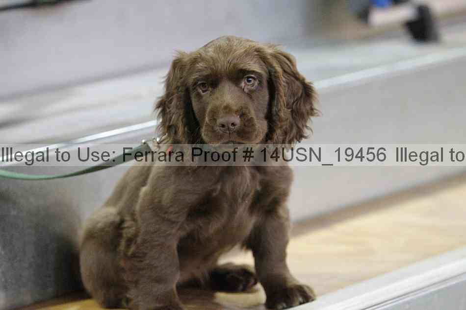 Proof 14usn_19456