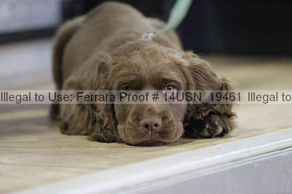 Proof 14usn_19461