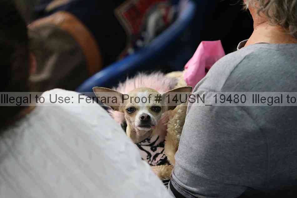 Proof 14usn_19480