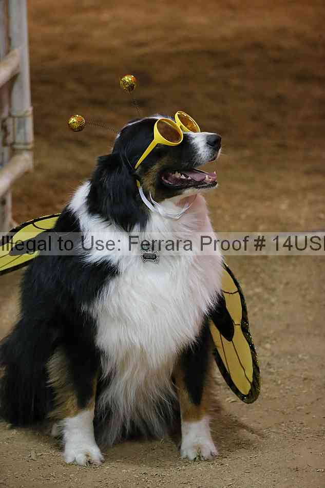 Proof 14usn_39856