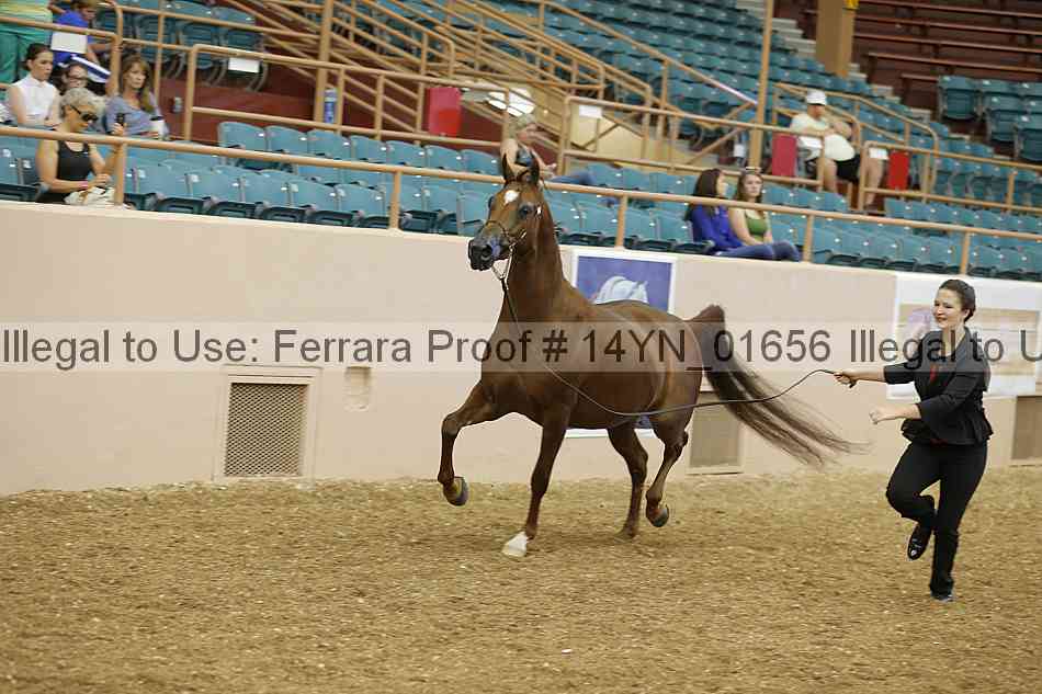 Proof 14yn_01656