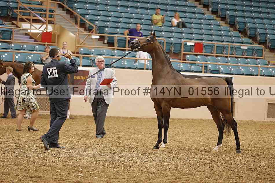 Proof 14yn_01556