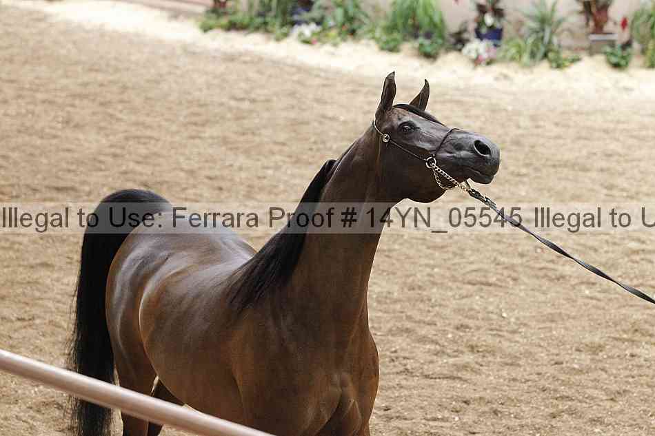Proof 14yn_05545