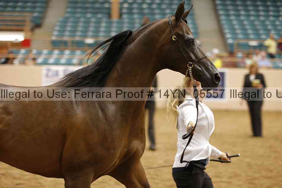 Proof 14yn_05557
