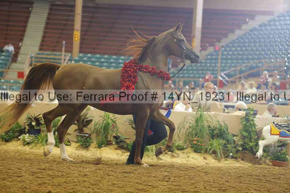 Proof 14yn_19231