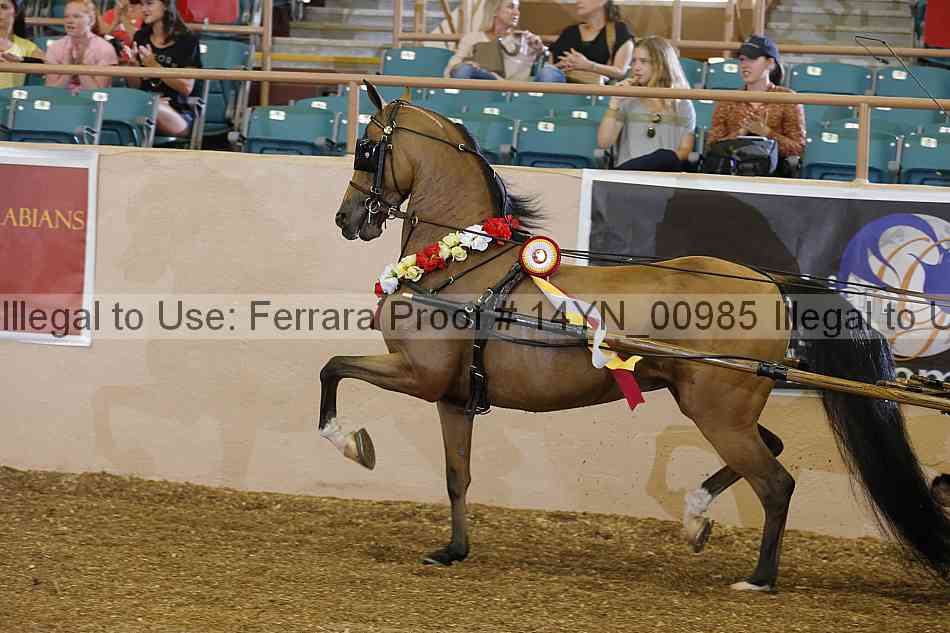 Proof 14yn_00985