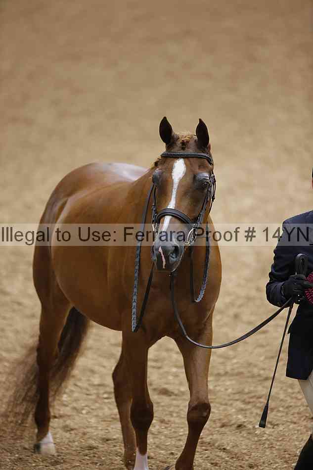 Proof 14yn_slideshow_06212