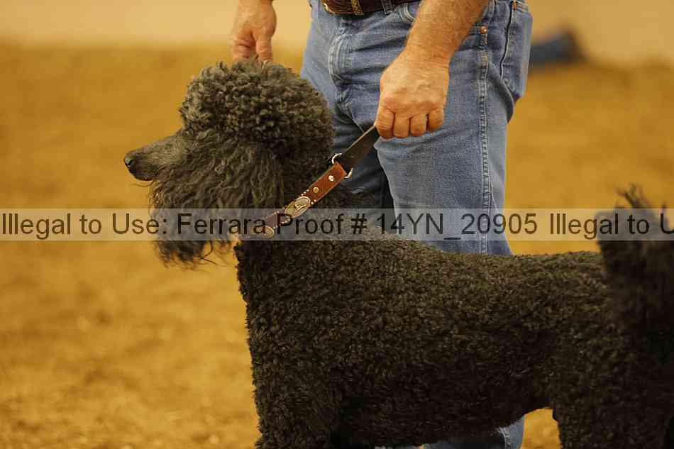 Proof 14yn_20905