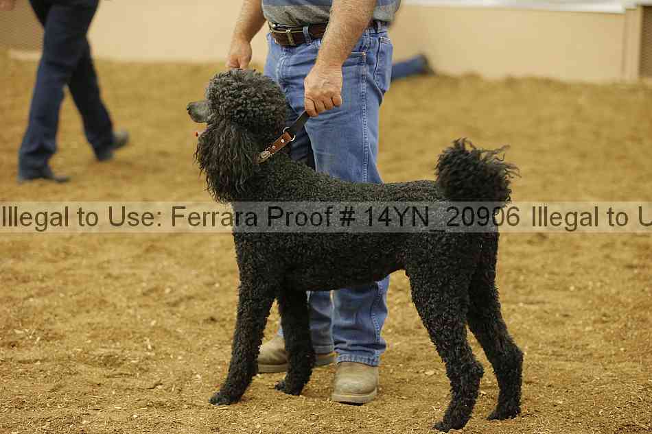 Proof 14yn_20906