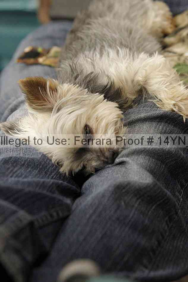 Proof 14yn_24401
