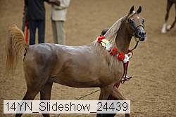 14yn_slideshow_24439 proof