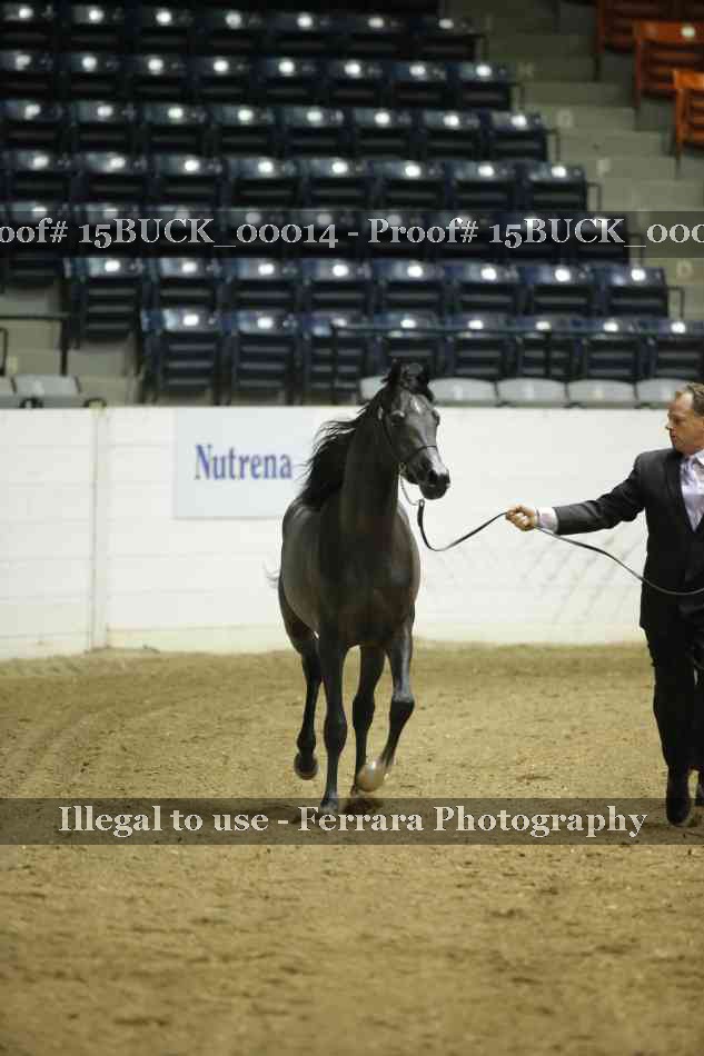 Proof 15BUCK_00014