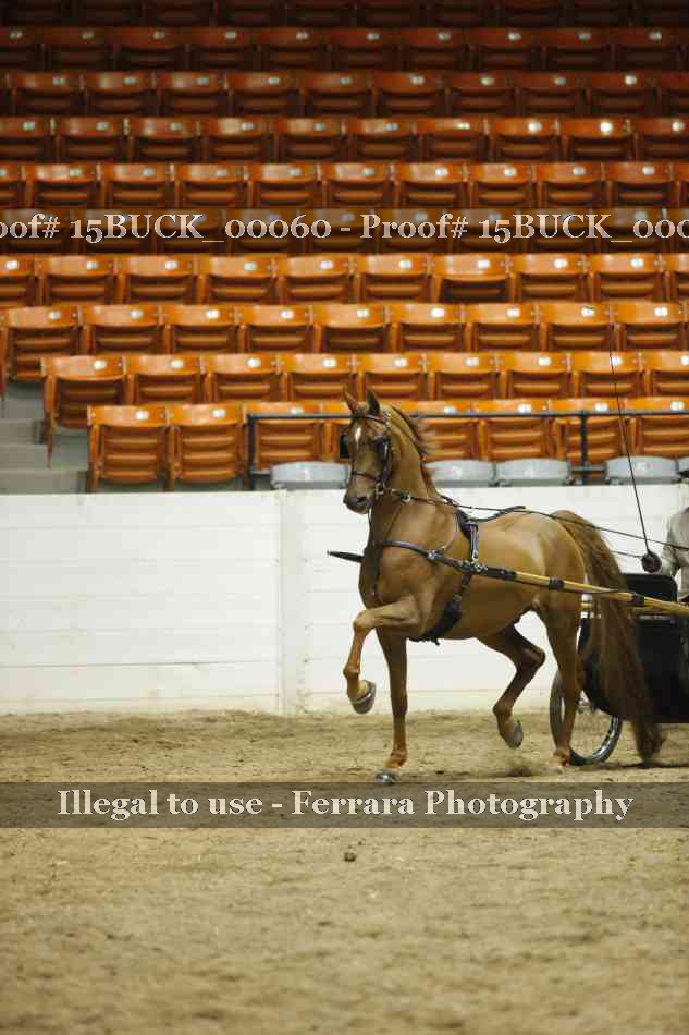 Proof 15BUCK_00060