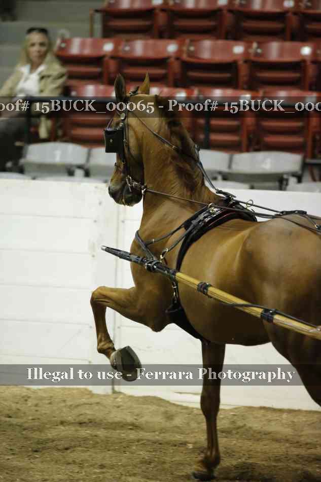 Proof 15BUCK_00065