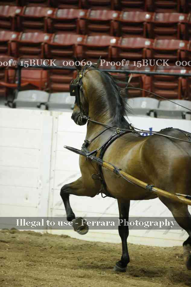 Proof 15BUCK_00069