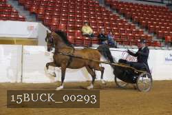 15BUCK_00293 proof