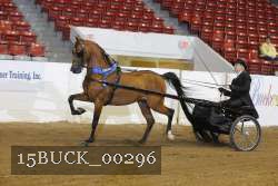 15BUCK_00296 proof