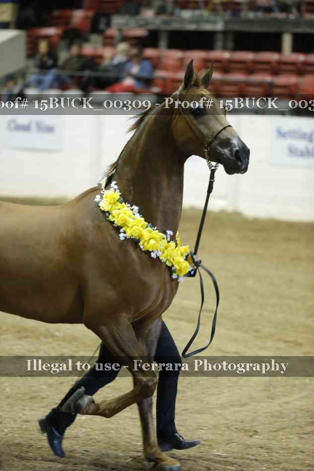 Proof 15BUCK_00309