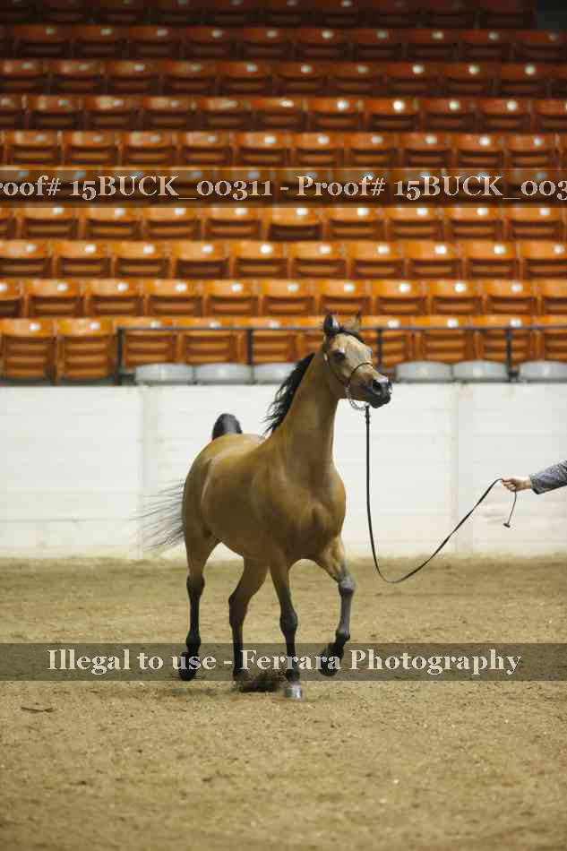 Proof 15BUCK_00311
