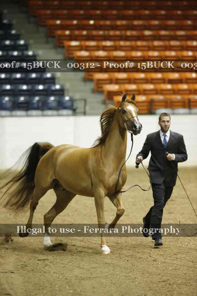 Proof 15BUCK_00312