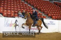 15BUCK_00664 proof