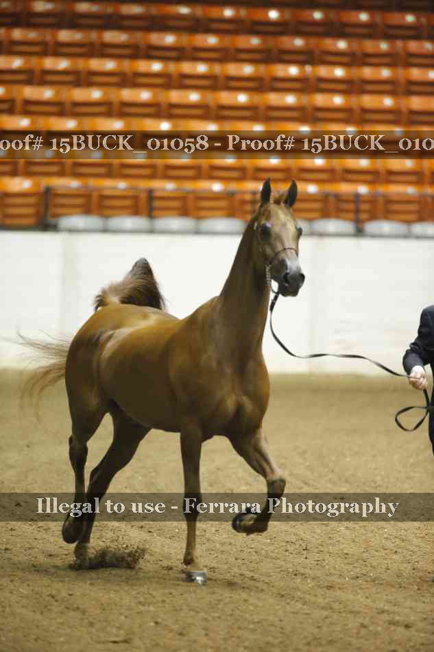 Proof 15BUCK_01058