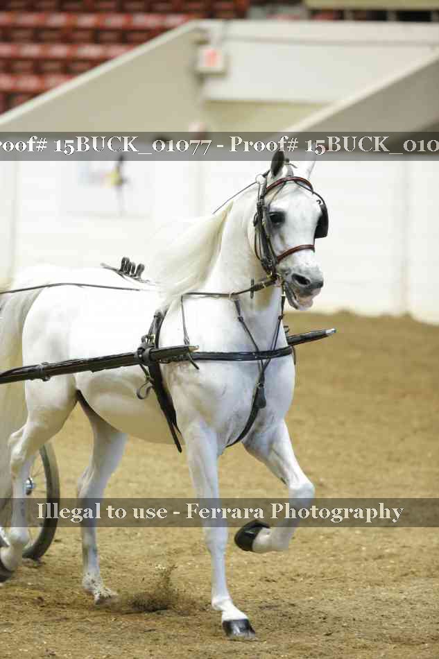 Proof 15BUCK_01077