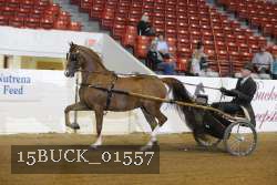 15BUCK_01557 proof